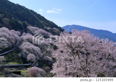 ひょうたん桜公園　行楽日和　（高知県　仁淀川町） 125165999