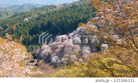 吉野下千本　昭憲皇太后御野立跡より見る絶景　　奈良県 125166131