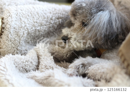 毛布に埋もれてくつろぐ犬 トイプードル 犬の自然な表情 リラックスしている様子 毛布に埋もれてくつろぐ犬 トイプードル 犬の自然な表情 リラックスしている様子 125166132