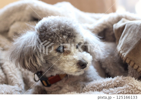 毛布に埋もれてくつろぐ犬　トイプードル　犬の自然な表情　リラックスしている様子 125166133