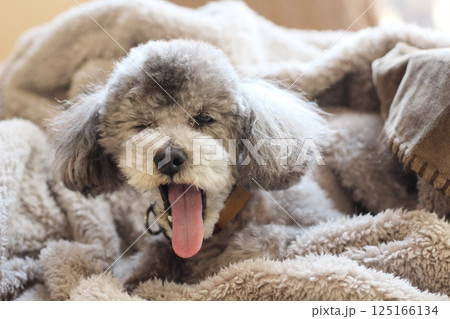 毛布に埋もれてくつろぐ犬　トイプードル　犬の自然な表情　リラックスしている様子 125166134