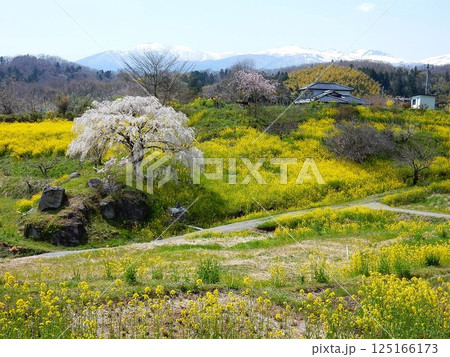 しだれ桜と菜の花のコラボが美しい西谷棚田 しだれ桜と菜の花のコラボが美しい西谷棚田 125166173