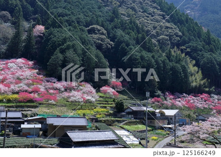 久喜地区を彩る花桃　（高知県　仁淀川町） 125166249