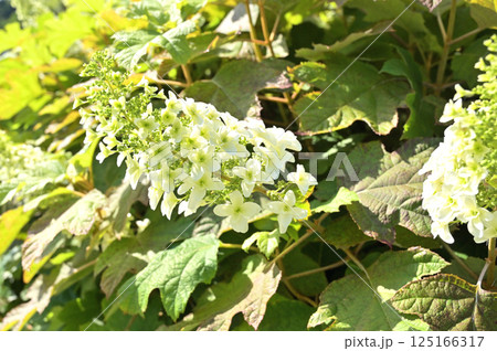 樹木：カシワバアジサイ　アジサイ科 125166317