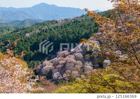 吉野下千本　昭憲皇太后御野立跡より見る絶景　　奈良県 125166369