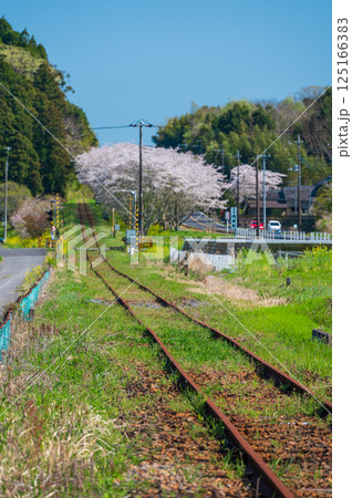 ノスタルジーないすみ鉄道の春　桜街道　生島踏切 125166383