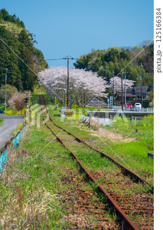 ノスタルジーないすみ鉄道の春　桜街道　生島踏切 125166384