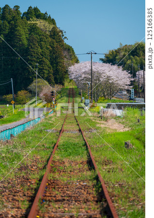 ノスタルジーないすみ鉄道の春　桜街道　生島踏切 125166385