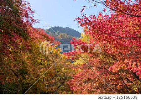 【香嵐渓】紅葉したモミジの間に覗く青空 【香嵐渓】紅葉したモミジの間に覗く青空 125166639