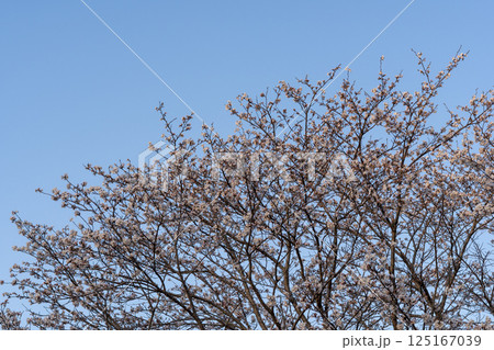 桜咲く 桜咲く 125167039