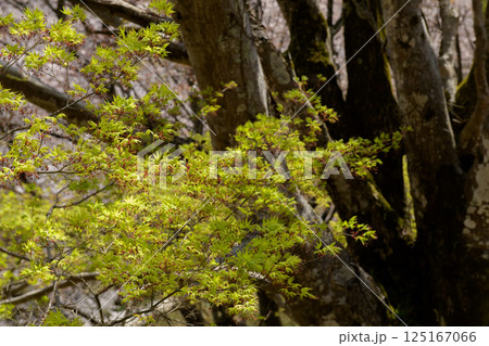 春の吉野山美しいモミジの新緑若葉　七曲りにて　奈良県 125167066