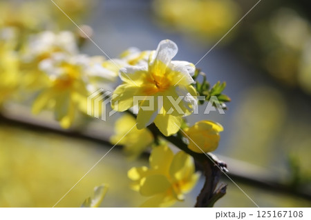 春の公園に咲く黄色いオウバイモドキ(ウンナンオウバイ)の花 春の公園に咲く黄色いオウバイモドキ(ウンナンオウバイ)の花 125167108