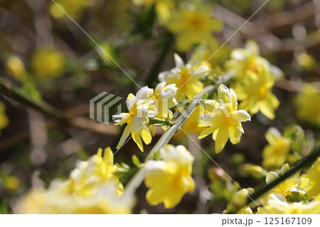 春の公園に咲く黄色いオウバイモドキ(ウンナンオウバイ)の花 春の公園に咲く黄色いオウバイモドキ(ウンナンオウバイ)の花 125167109