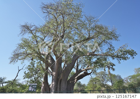 ジンバブエのビクトリアの滝の近くのバオバブの木 ジンバブエのビクトリアの滝の近くのバオバブの木 125167147