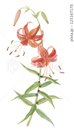 水彩で描いたオニユリ　鬼百合 125167178