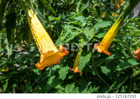 Vibrant yellow and orange brugmansia flowers hanging amidst lush green tropical foliage 125167205