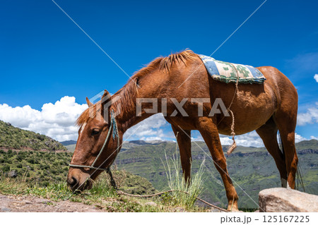 Brown Horse Grazing in the Andean Mountains at Waqrapukara, Peru 125167225