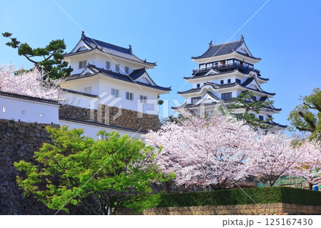 【広島県】快晴の福山城と満開の桜(天守閣 月見櫓) 【広島県】快晴の福山城と満開の桜(天守閣 月見櫓) 125167430
