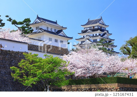 【広島県】快晴の福山城と満開の桜（天守閣　月見櫓） 125167431