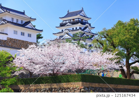 【広島県】快晴の福山城と満開の桜（天守閣　月見櫓） 125167434
