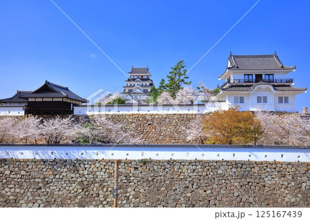 【広島県】快晴の福山城と満開の桜（天守閣　御湯殿　月見櫓） 125167439