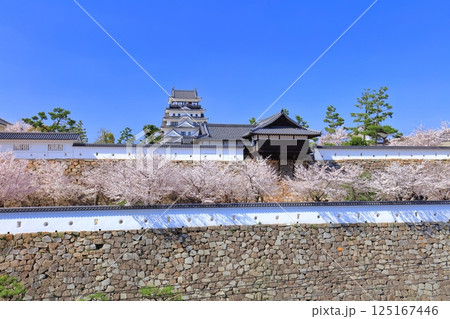 【広島県】快晴の福山城と満開の桜（天守閣　御湯殿） 125167446