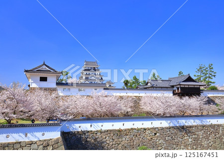 【広島県】快晴の福山城と満開の桜(天守閣 筋鉄御門 御湯殿) 【広島県】快晴の福山城と満開の桜(天守閣 筋鉄御門 御湯殿) 125167451