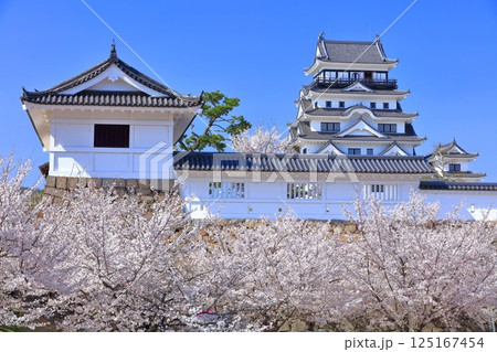 【広島県】快晴の福山城と満開の桜（天守閣　筋鉄御門） 125167454