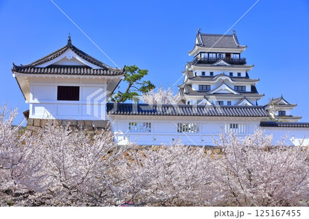 【広島県】快晴の福山城と満開の桜(天守閣 筋鉄御門) 【広島県】快晴の福山城と満開の桜(天守閣 筋鉄御門) 125167455