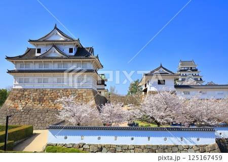 【広島県】快晴の福山城と満開の桜(天守閣 伏見櫓 筋鉄御門) 【広島県】快晴の福山城と満開の桜(天守閣 伏見櫓 筋鉄御門) 125167459