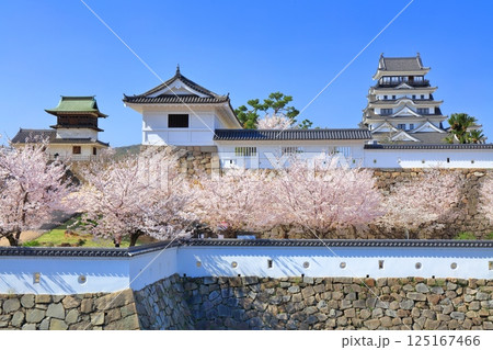 【広島県】快晴の福山城と満開の桜（天守閣　鐘櫓　筋鉄御門） 125167466