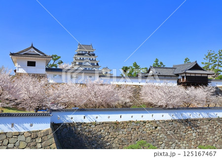 【広島県】快晴の福山城と満開の桜（天守閣　筋鉄御門　御湯殿） 125167467