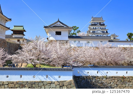 【広島県】快晴の福山城と満開の桜（伏見櫓　筋鉄御門） 125167470