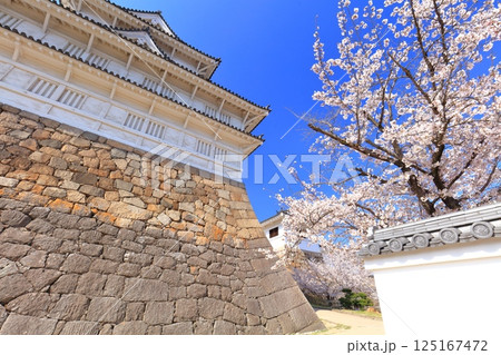 【広島県】快晴の福山城と満開の桜（伏見櫓　筋鉄御門） 125167472