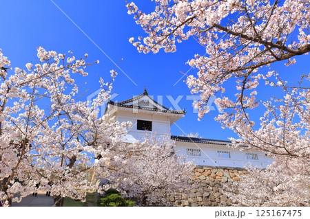 【広島県】快晴の福山城と満開の桜(筋鉄御門) 【広島県】快晴の福山城と満開の桜(筋鉄御門) 125167475