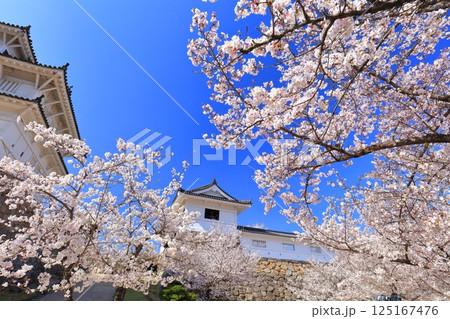 【広島県】快晴の福山城と満開の桜（筋鉄御門） 125167476