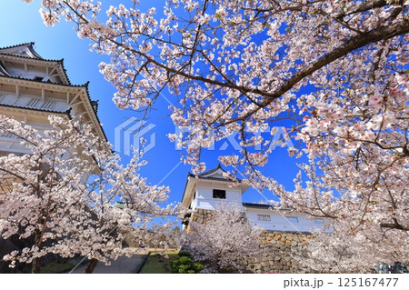【広島県】快晴の福山城と満開の桜（筋鉄御門） 125167477