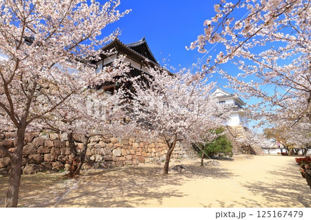 【広島県】快晴の福山城と満開の桜（御湯殿　月見櫓） 125167479