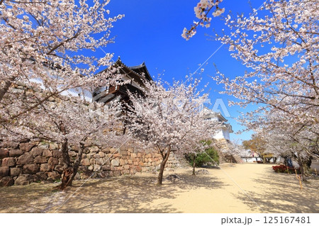 【広島県】快晴の福山城と満開の桜(御湯殿 月見櫓) 【広島県】快晴の福山城と満開の桜(御湯殿 月見櫓) 125167481