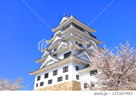 【広島県】快晴の福山城と満開の桜 125167483