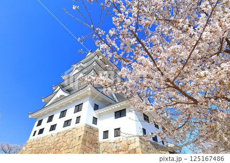 【広島県】快晴の福山城と満開の桜 125167486