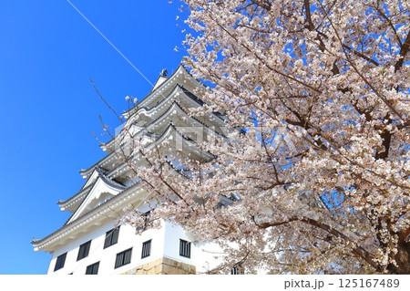 【広島県】快晴の福山城と満開の桜 125167489