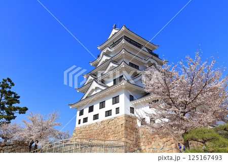 【広島県】快晴の福山城と満開の桜 125167493