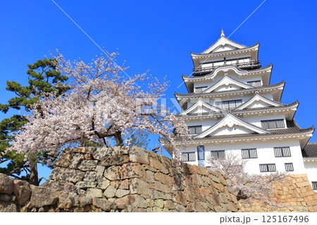 【広島県】快晴の福山城と満開の桜 【広島県】快晴の福山城と満開の桜 125167496