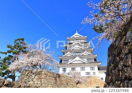 【広島県】快晴の福山城と満開の桜 125167499