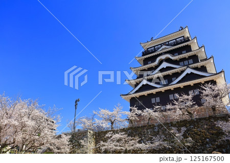 【広島県】快晴の福山城と満開の桜 125167500