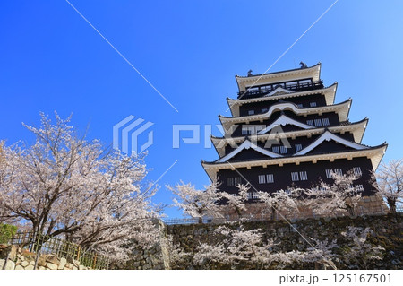 【広島県】快晴の福山城と満開の桜 【広島県】快晴の福山城と満開の桜 125167501