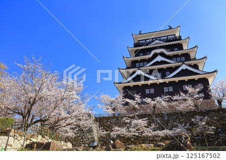 【広島県】快晴の福山城と満開の桜 125167502