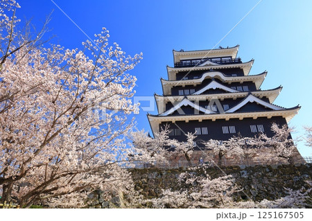 【広島県】快晴の福山城と満開の桜 125167505