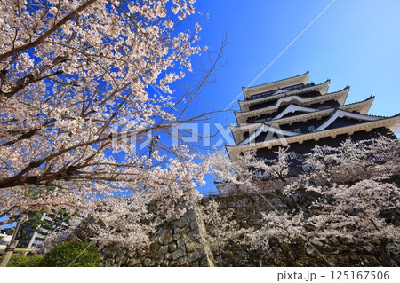 【広島県】快晴の福山城と満開の桜 125167506